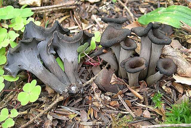 La flora micologica del Leymenthal